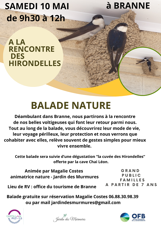 AFFICHE hirondelles