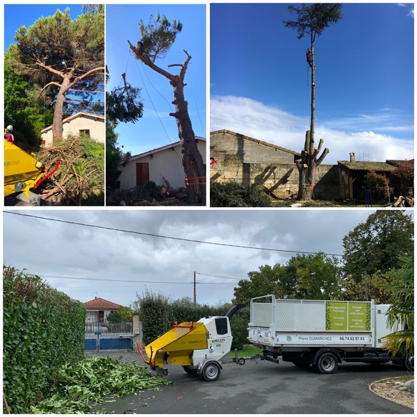 abattage et elagage arbre libourne coutras saint ermilion saint denis de pile